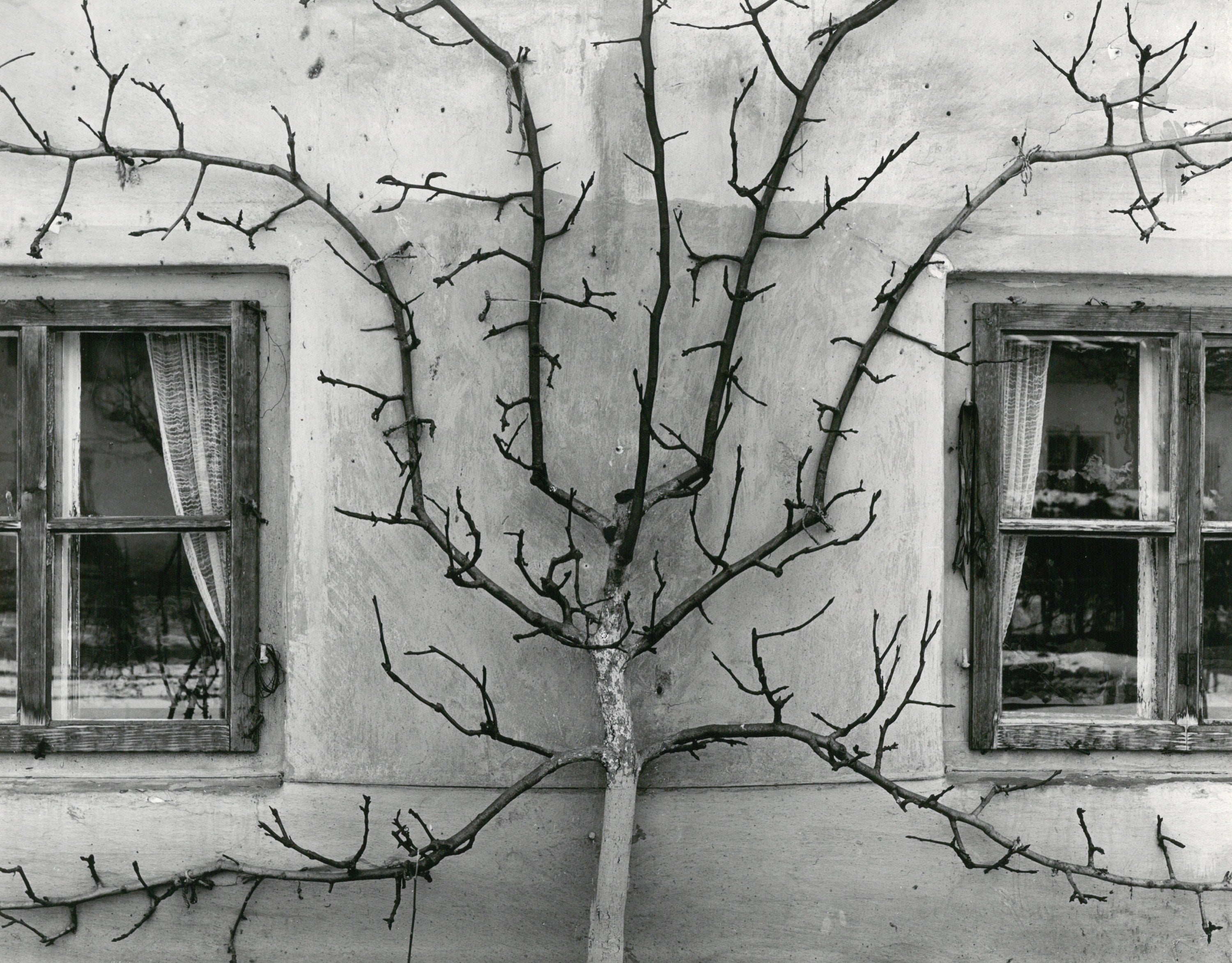 Grapevine between two windows
