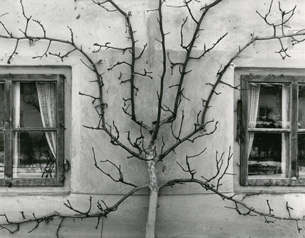 Grapevine between two windows