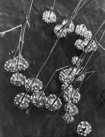 Reeds with ice lumps