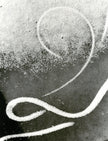 Traces in the ice