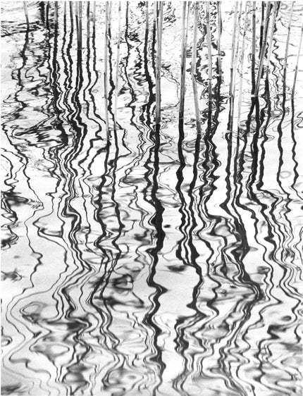 Reeds, reflected in water waves