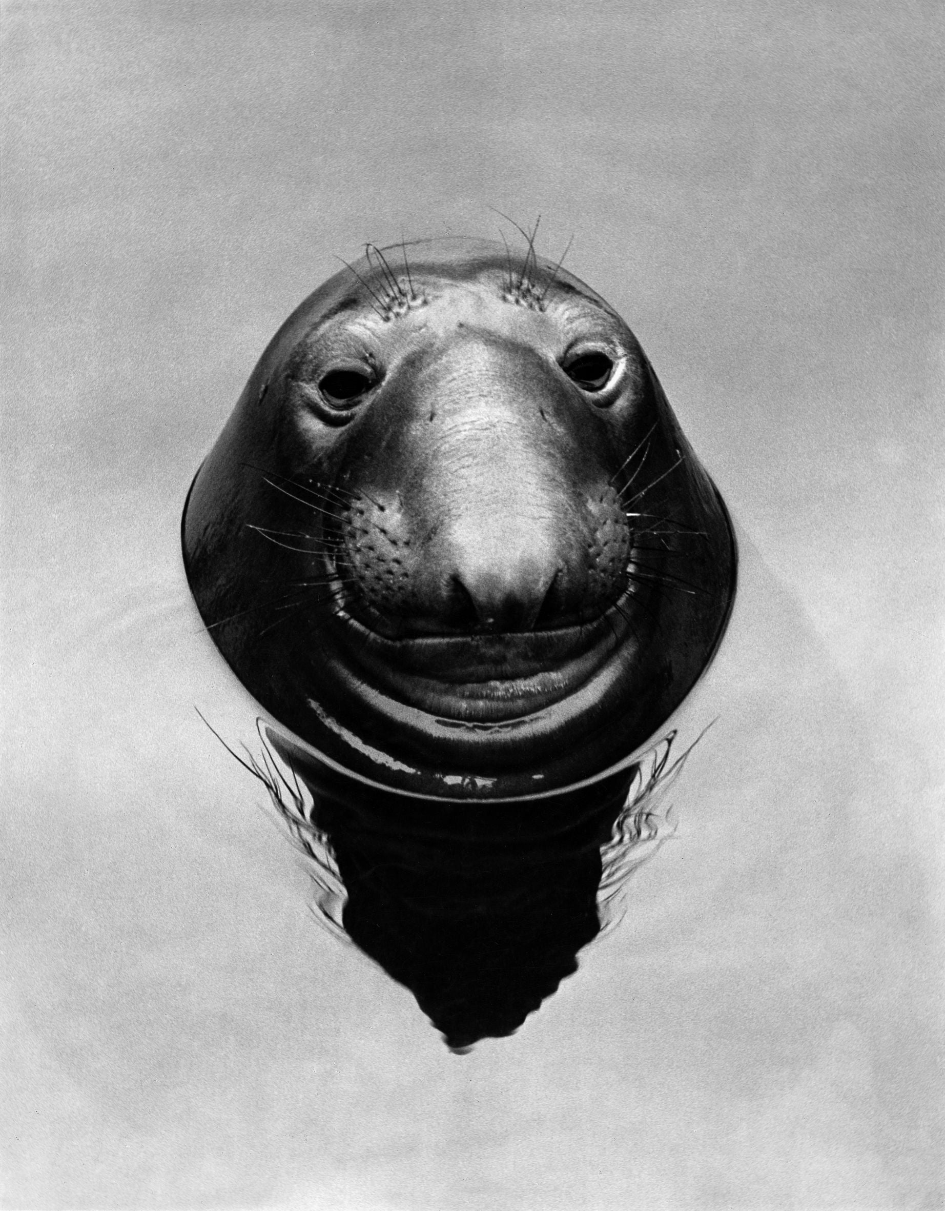 Seelöwe