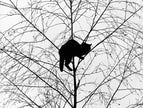 Katze im Baum