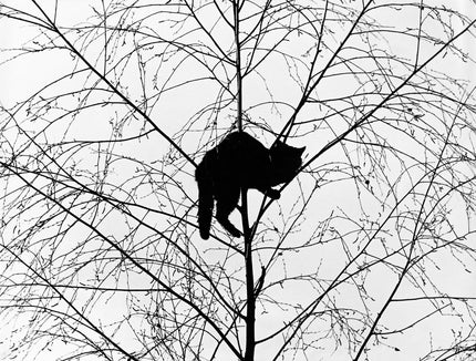 Katze im Baum