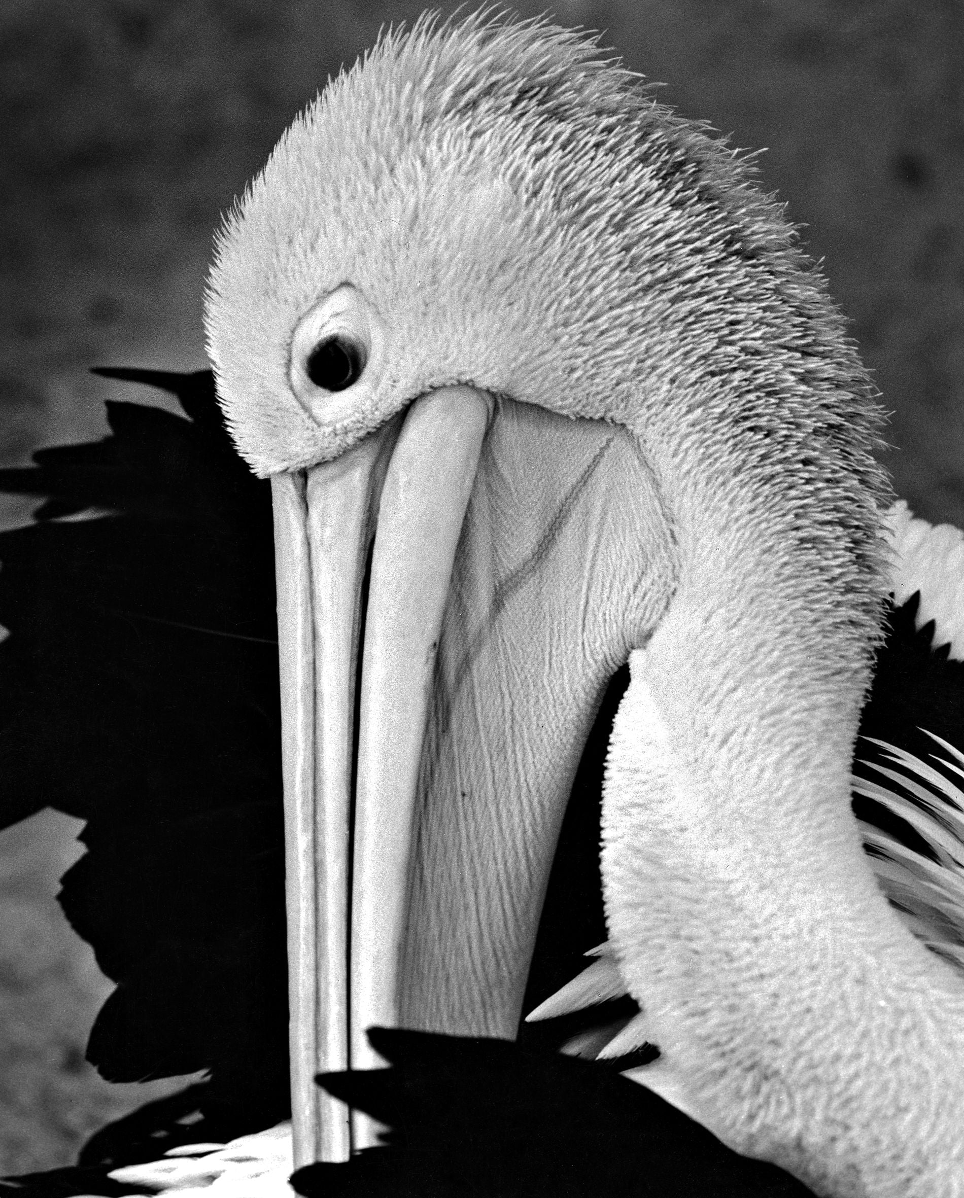 Pelikan