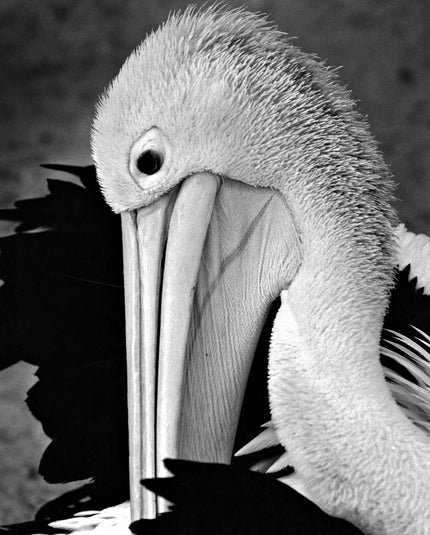 Pelikan