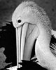 Pelikan