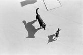 Zwei Hunde und ihre Schatten