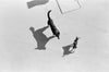 Zwei Hunde und ihre Schatten