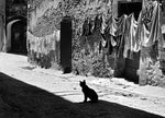 Katze in der Gasse