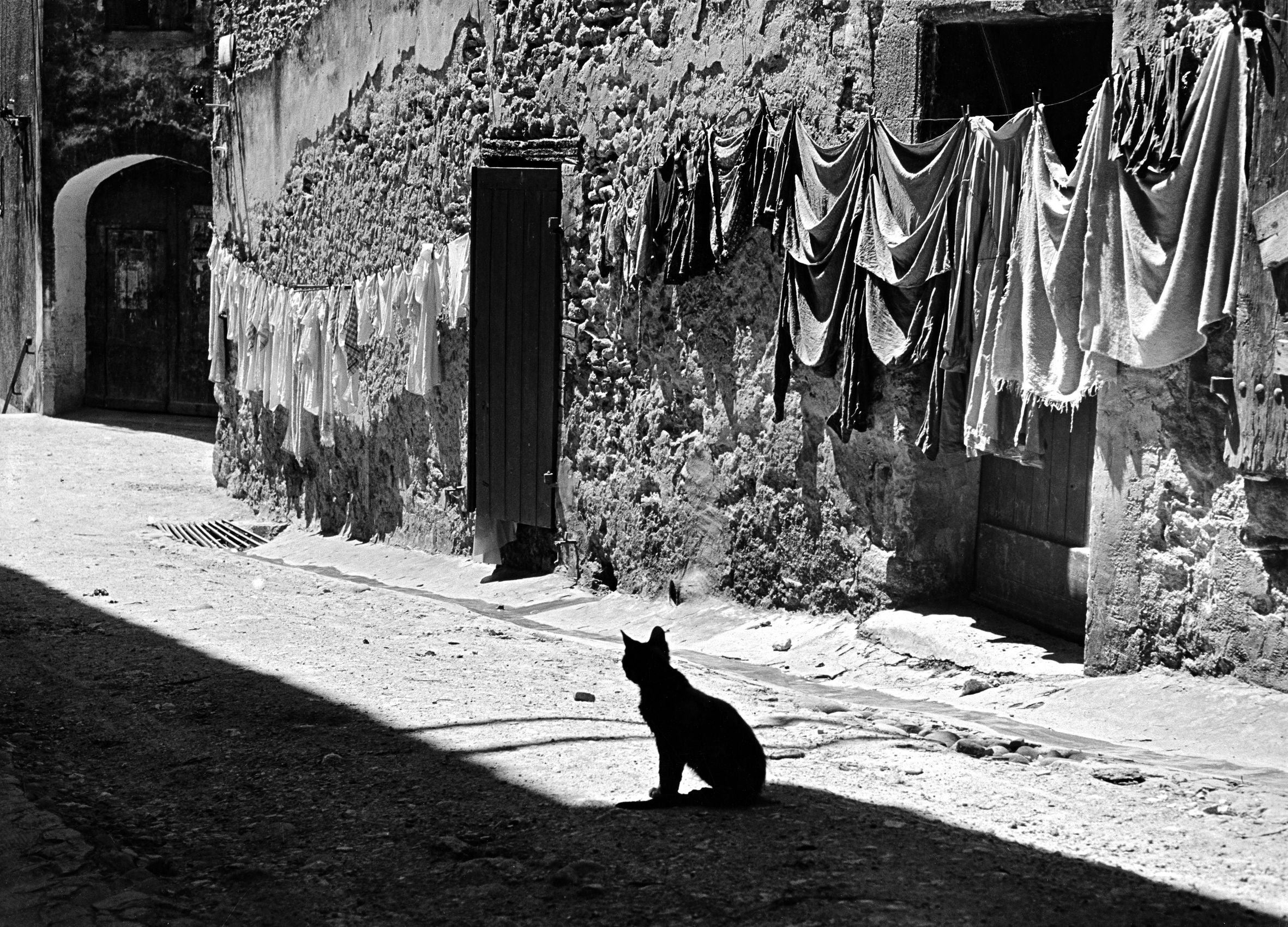 Katze in der Gasse