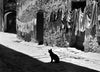 Katze in der Gasse