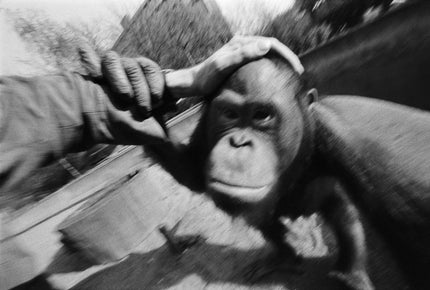 Selbstportrait mit Orang Utan