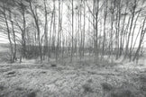 Ohne Titel