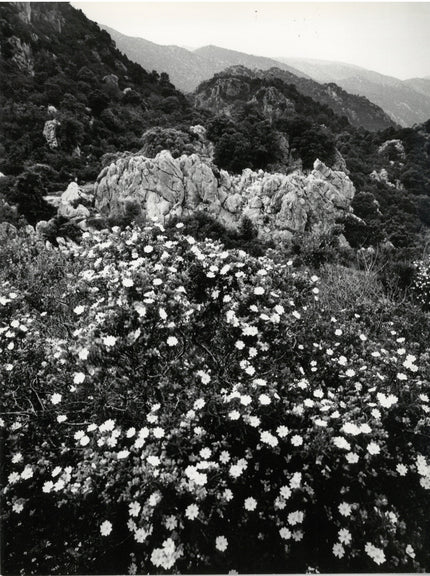 Das Blühen der Macchia in der Barbagia, Hinterland