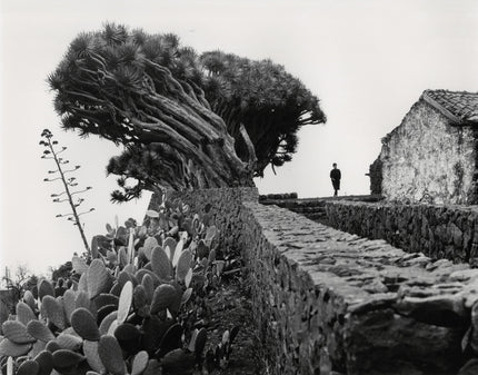 Einer der schönsten Drachenbäume in La Palma