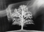 Linde im Winter, experimentell
