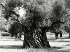 Olivenhain in Griechenland