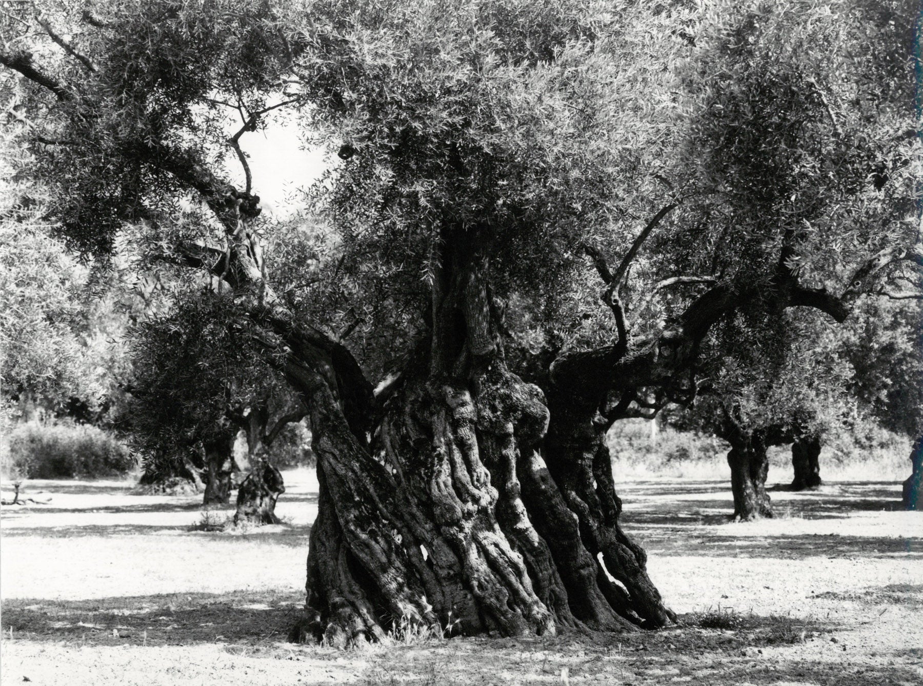 Olivenhain in Griechenland
