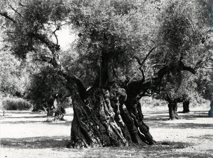 Olivenhain in Griechenland