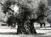 Olivenhain in Griechenland