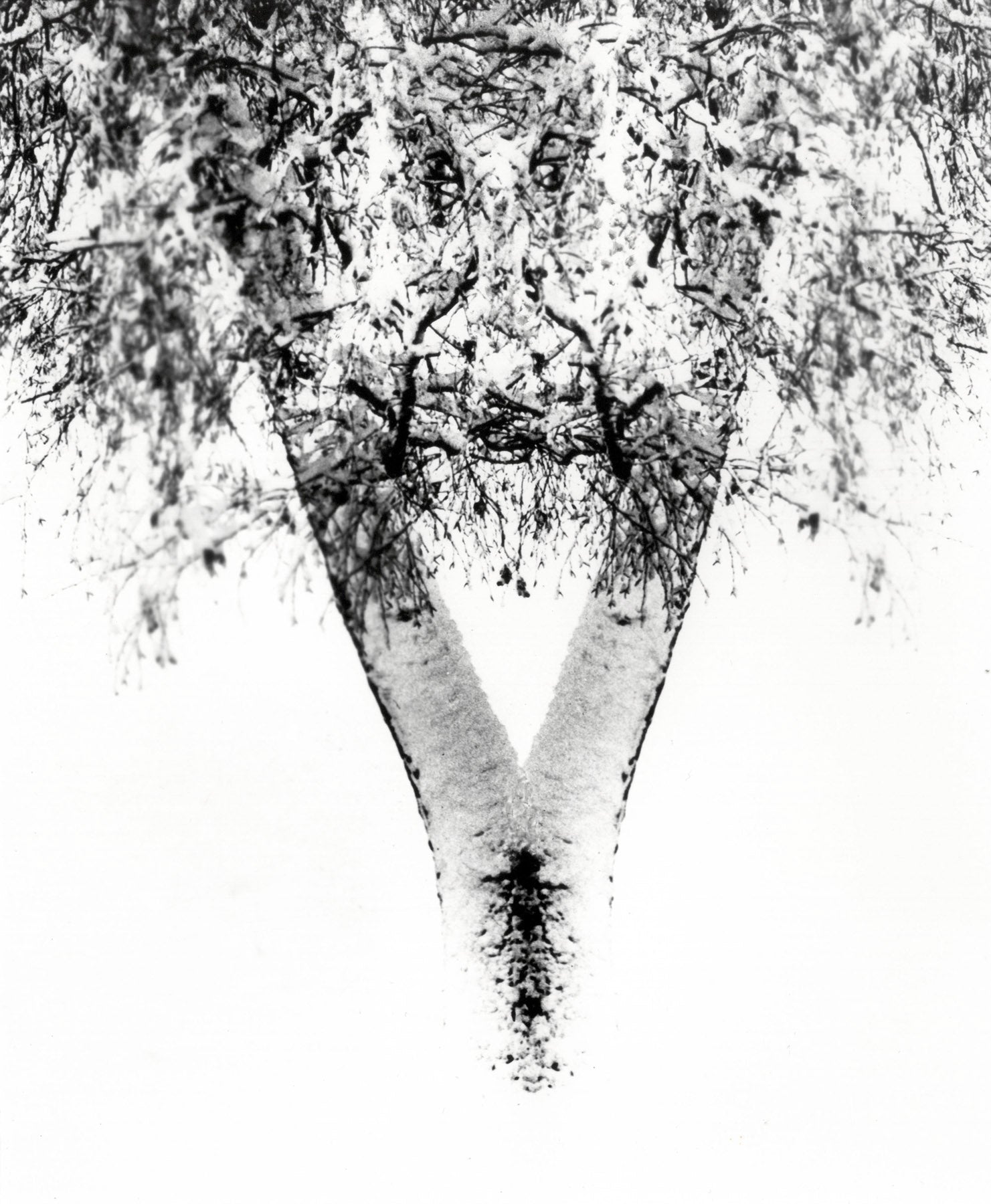 Graphic versions, tree detail doubled