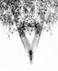 Graphic versions, tree detail doubled