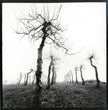 Obstbaumwiese