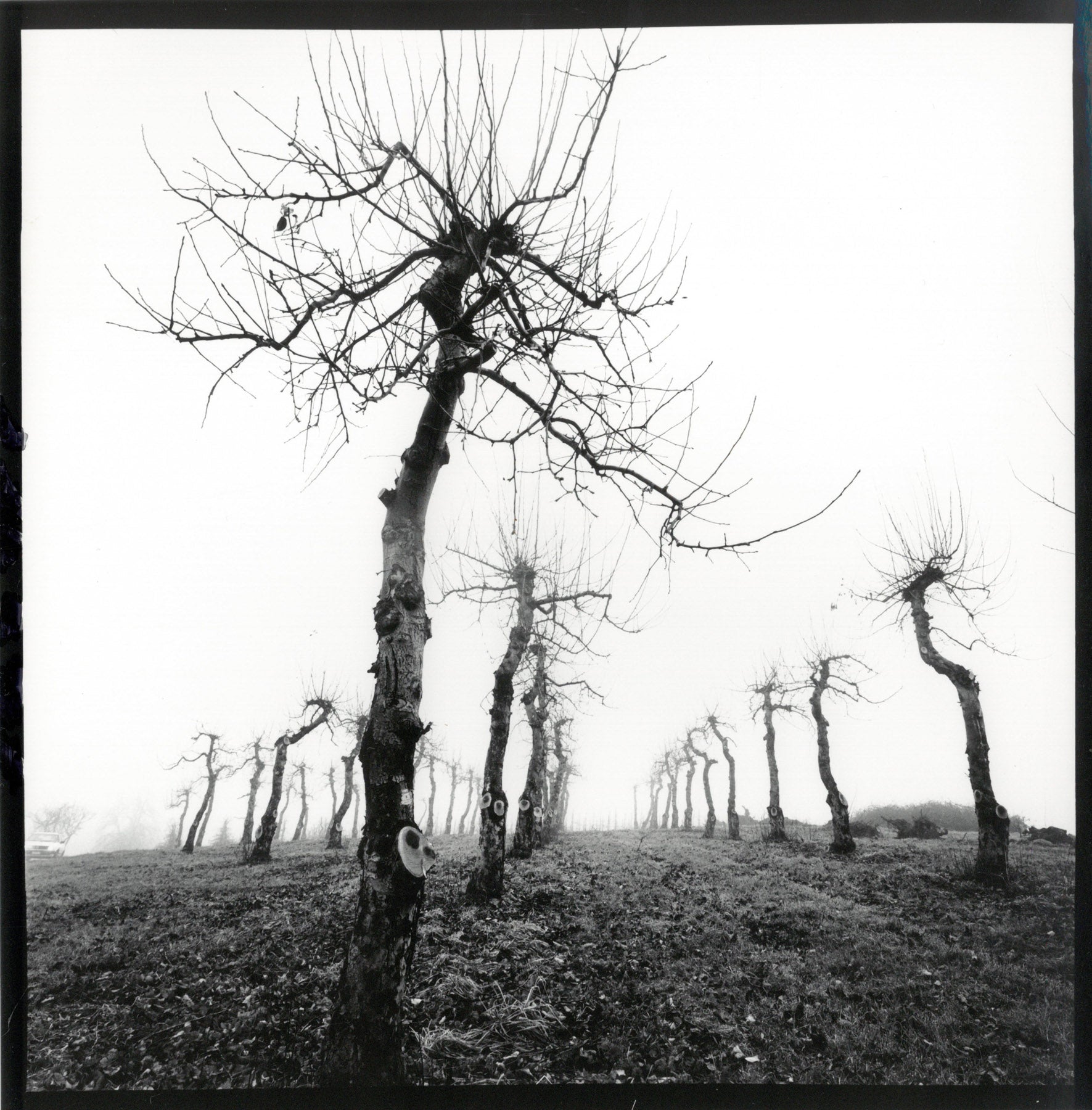 Obstbaumwiese
