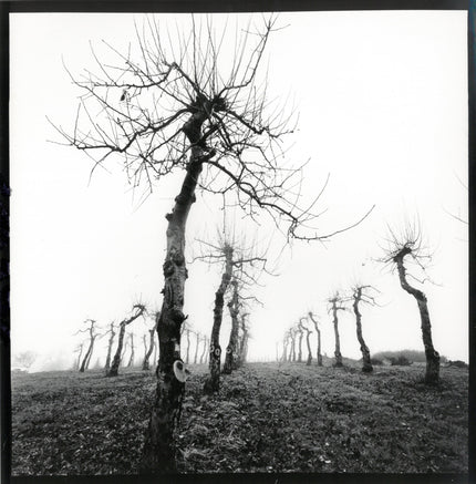 Obstbaumwiese