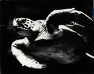Wasserschildkröte