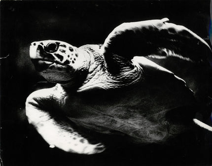 Wasserschildkröte
