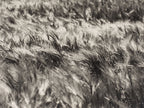 Kornfeld im Wind