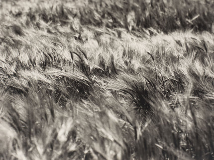 Kornfeld im Wind