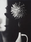Dahlie, Stillleben