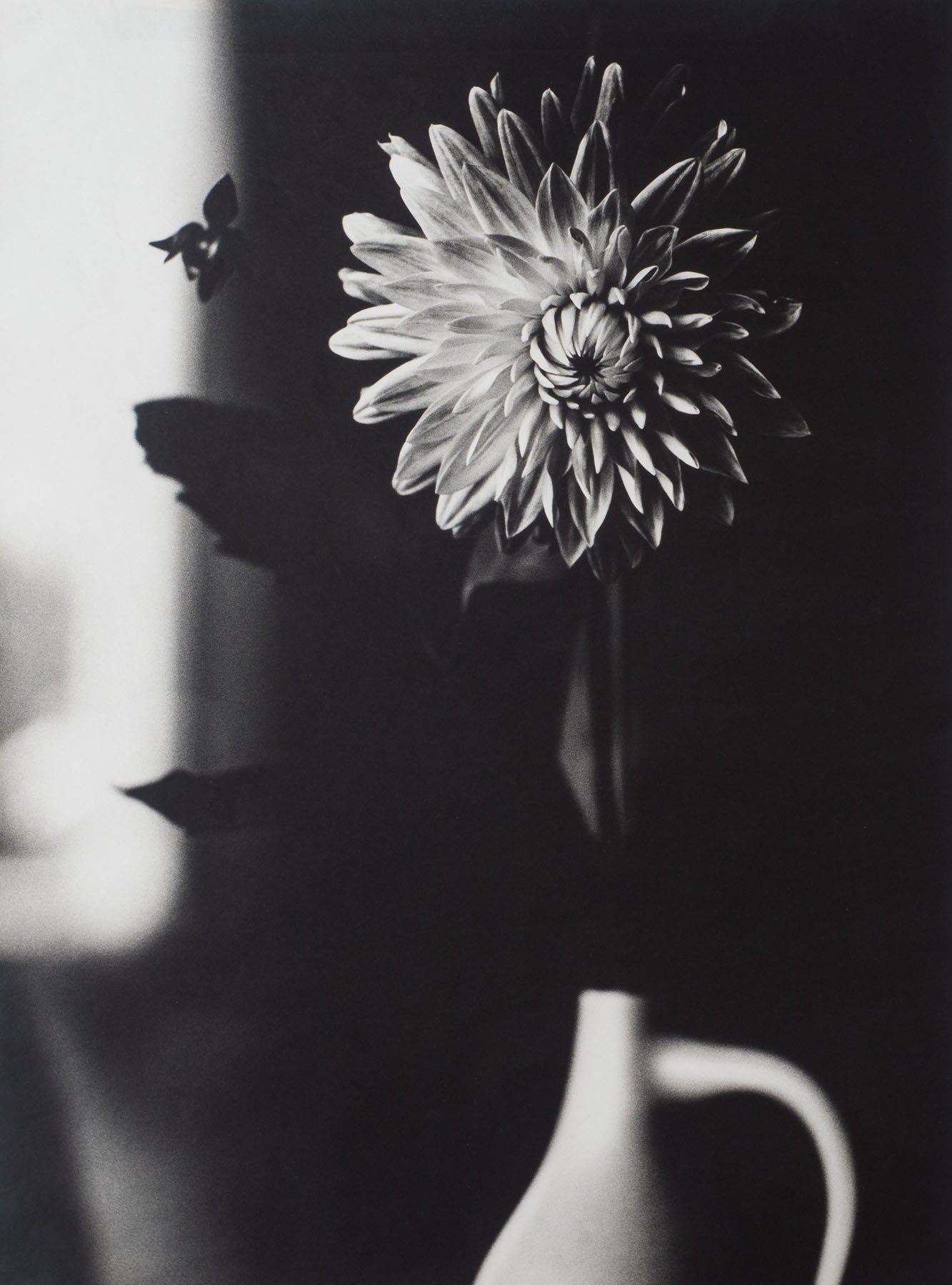 Dahlie, Stillleben