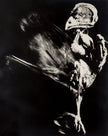 Dance of death