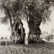 Alte Olivenbäume