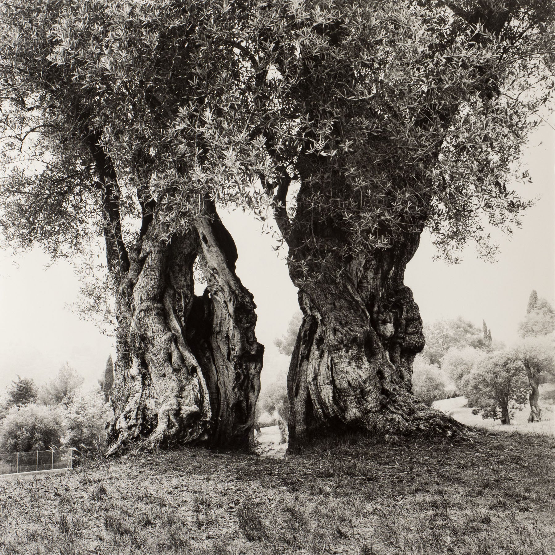 Alte Olivenbäume