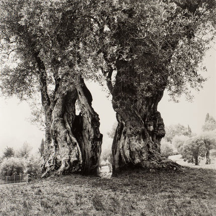 Alte Olivenbäume