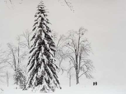 Winter im Lindenhofpark