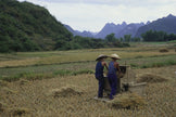 Rice farmers in the field