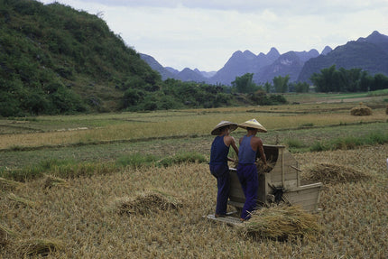 Reisbauern auf dem Feld