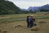 Rice farmers in the field