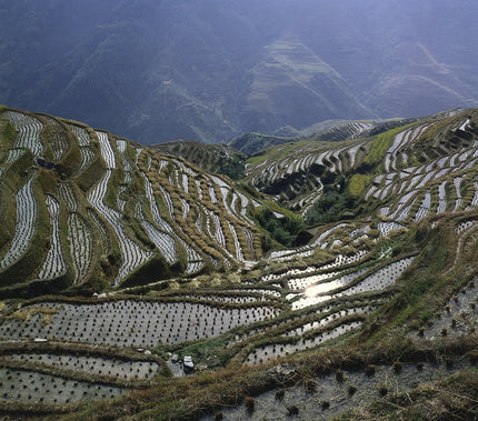 600 Jahre alte Reisterrassen der Zhuang bei Guilin