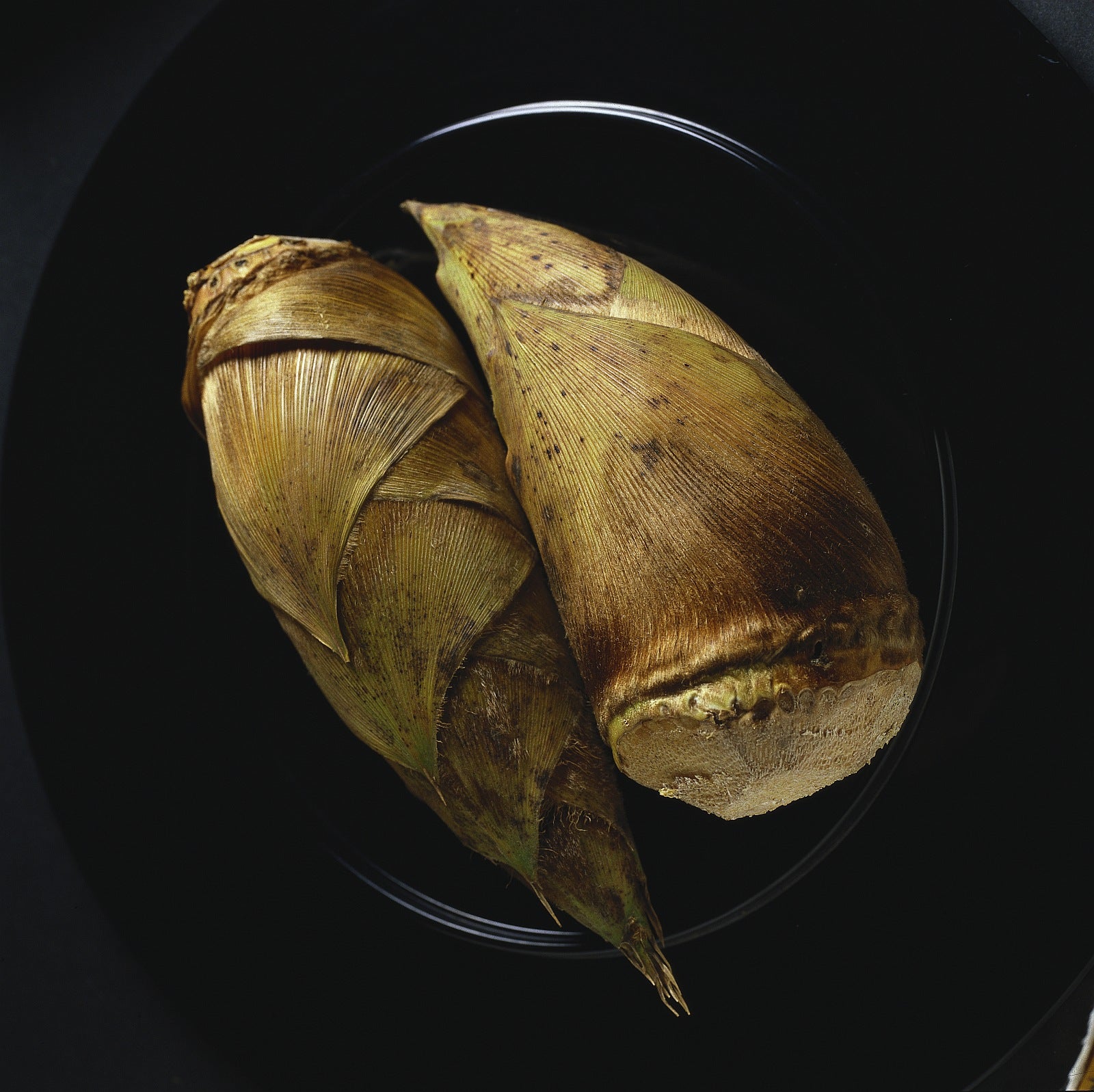 Two winter bamboo shoots