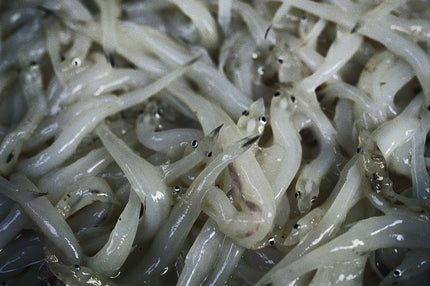 Kleine Fische aus dem Taihu-See