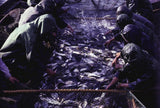 Draining a fish pond near Wuxi in Jiangsu Province