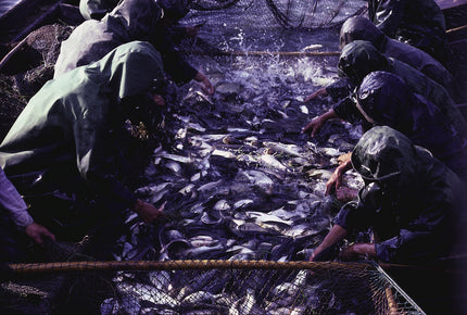 Entleeren eines Fischteiches bei Wuxi in der Provinz Jiangsu