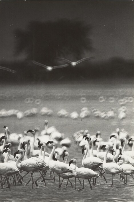 Flamingos / Dirk Reinartz